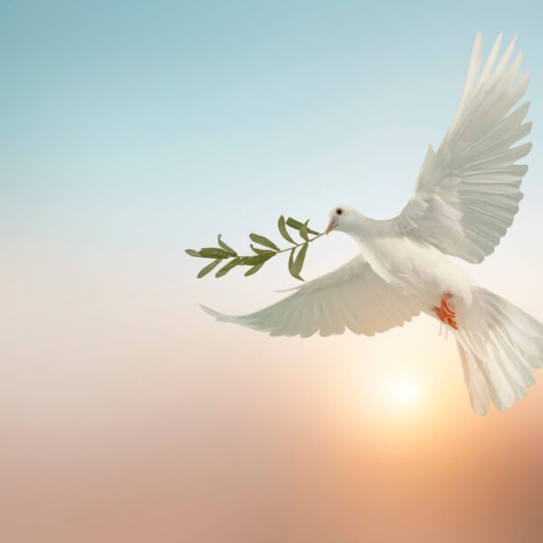 white dove carrying olive leaf